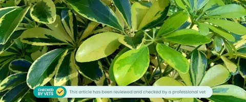 Umbrella plant deals safe for dogs